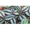 Tradescantia zebrina