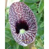 Aristolochia elegans