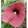 Aristolochia gigantea