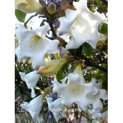 Beaumontia grandiflora