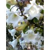 Beaumontia grandiflora