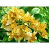 Bougainvillea blondy