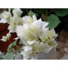 Bougainvillea limberlost beauty