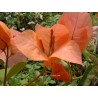 Bougainvillea luis wattan