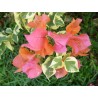 Bougainvillea orange ice