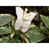 Bougainvillea purity