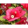 Bougainvillea rubyana