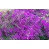 Bougainvillea sanderiana