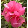 Bougainvillea temple fire