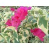 Bougainvillea tropical rainbow raspberry ice