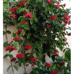 Clerodendron coccinea splendens
