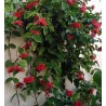 Clerodendron coccinea splendens