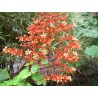Clerodendron paniculatum
