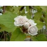Clerodendron philippinum