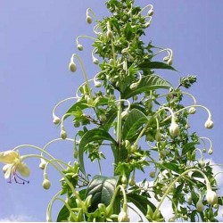 Clerodendron sellengeii