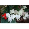 Clerodendron thompsonae