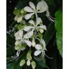 Clerodendron wallichi cleopatra
