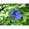 Clitoria ternatea