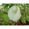 Clitoria ternatea alba