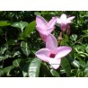 Cryptostegia grandiflora
