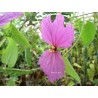 Dalechampia