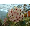 Hoya carnosa