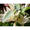 Hoya carnosa tricolor