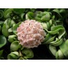 Hoya compacta indian rope