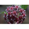 Hoya pubicalyx hawaian royal purple