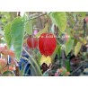 Abutilon megapotamicum
