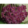 Hoya purpureo fusca
