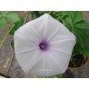 Ipomea cairica alba