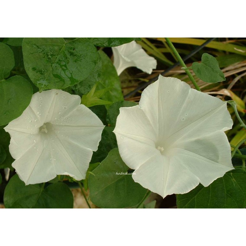 Ipomea indica alba Ipomea indica alba