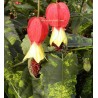 Abutilon megapotamicum variegatum
