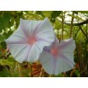 Ipomea indica edith piaf