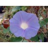 Ipomea indica tokiko kato