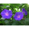 Ipomea indica zarah leander - learii