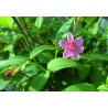 Jasmin beesianum