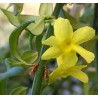 Jasmin floridum