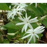 Jasmin nitidum