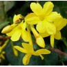 Jasmin nudiflorum
