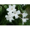 Jasmin officinal