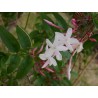 Jasmin polyanthum