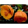 Abutilon orange bell