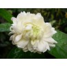 Jasmin sambac grand duc of toscany