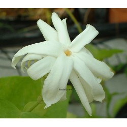 Jasmin sambac maid of orleans