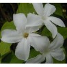 Mandevillea suaveolens
