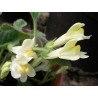 Maurandya scandens