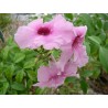 Pandorea jasminoide power of beauty