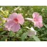 Pandorea jasminoide southern bell